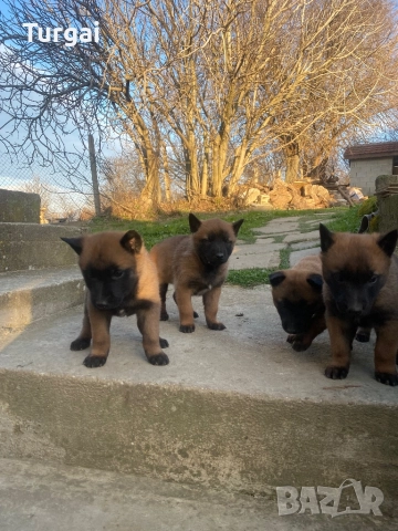 Продавам Белгийски Овчарки, снимка 4 - Белгийска овчарка - 52937808