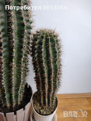 2 бр. кактуси етиолирали ехинопсиси, снимка 2 - Стайни растения - 45794930