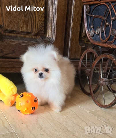 Мини Померан момче 