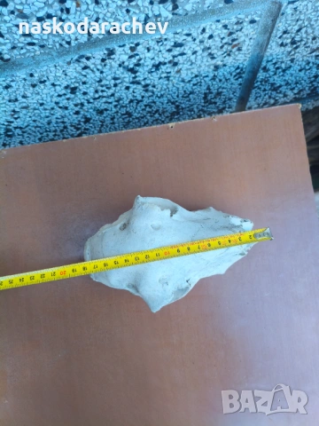 Череп за декорация, снимка 17 - Декорация за дома - 39432640