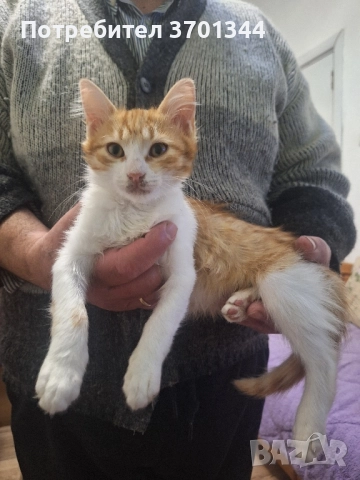 Подарявам котенца 