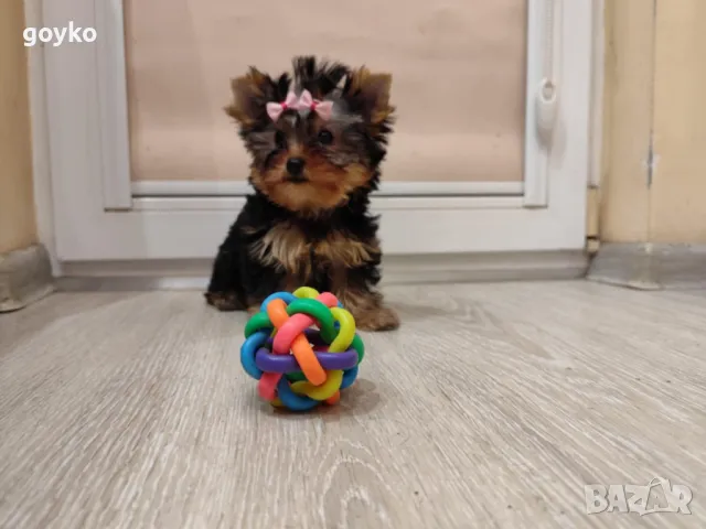 женско мини йорки, снимка 1