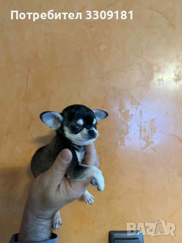 Чихуахуа , снимка 2 - Чихуахуа - 52931527