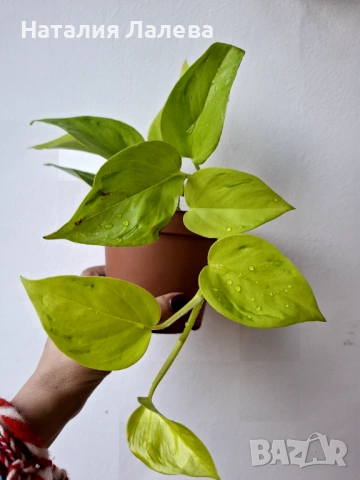 Епипремнум Epipremnum Champs Élysées, снимка 4 - Стайни растения - 53702328