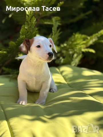 джак ръсел териер , снимка 1