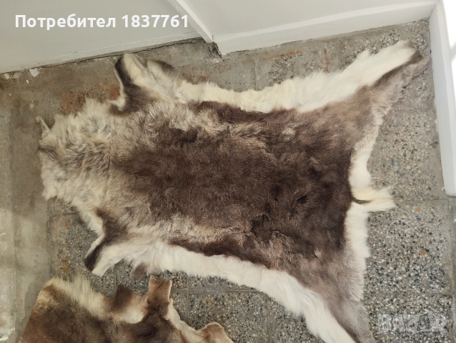 Естествени кожи големи , снимка 3 - Декорация за дома - 52177515