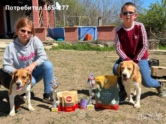 Малки сладури!, снимка 5 - Бигъл - 48236928