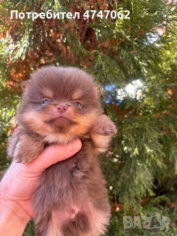 Померан мъжки и женски, снимка 7 - Померан - 53613781