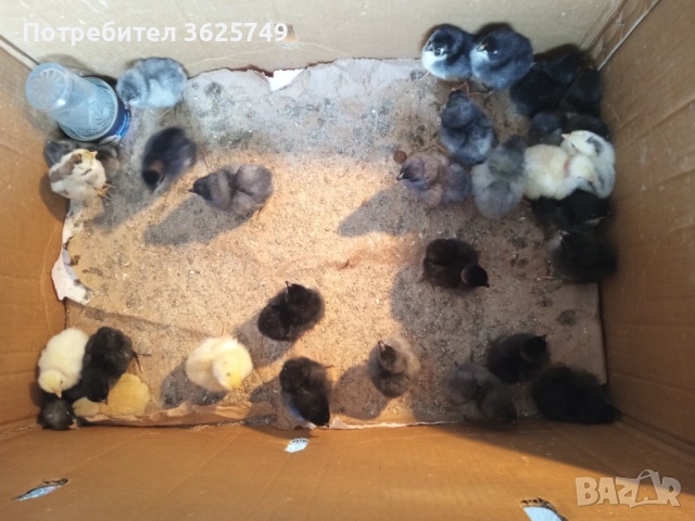 кокошки, снимка 4 - Кокошки и пуйки - 53858497