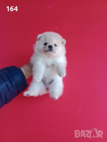 Померан. Реални снимки от 12.02.26 г.Померани., снимка 7 - Померан - 53035164