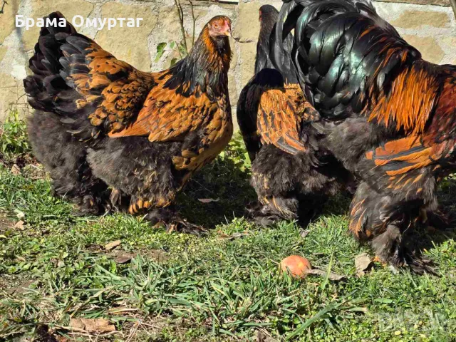 Продавам разплодни яйца от Златно кантирана Брама/Gold Laced Brahma, снимка 4 - Кокошки и пуйки - 50242172