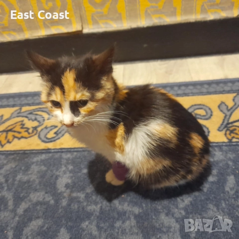 Малко сладко коте/котенце търси своя дом спешни във Варна