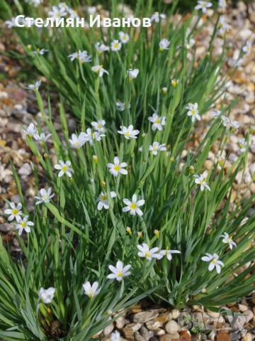 Бял сисиринхиум, белоока трева (Sisyrinchium angustifolium f. album)