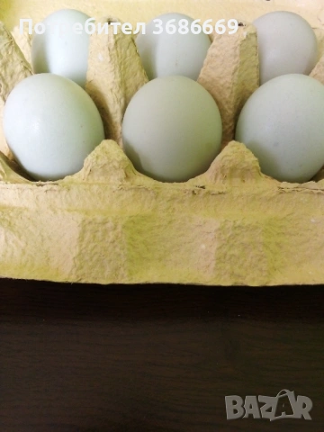 Сини и зелени яйца , снимка 2 - Кокошки и пуйки - 54038444