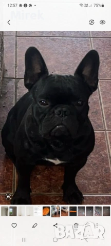 куче беше отвлечено