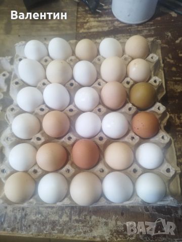 яйца от домашно гледани кокошки , снимка 2 - Домашни продукти - 45823766