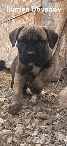 Кане Корсо , снимка 10 - Кане корсо - 52678102