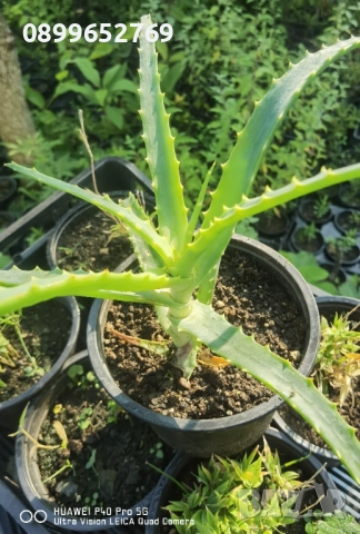 Дървовидно алое. 