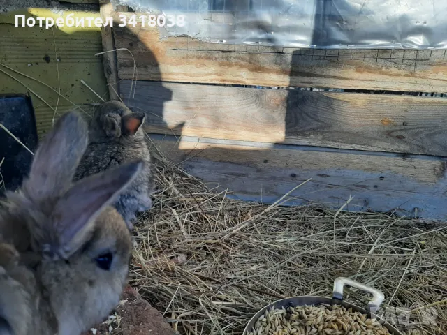 продавам зайци - различни породи и възрасти, снимка 12 - Други животни - 49253579