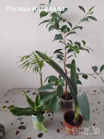 Комплект зелени