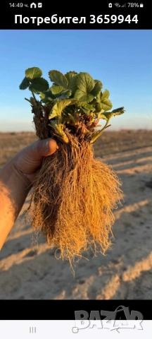 🍓 Качествен разсад ягоди и малини – засади днес, береш утре! 🌱, снимка 6 - Разсади - 53585752