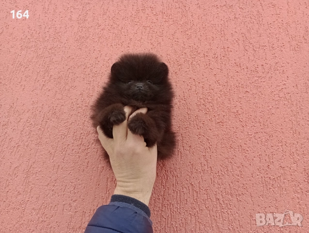 Мъжки шоколадов Померан. Реални снимки от 02.02.26 г. , снимка 4 - Померан - 53316084