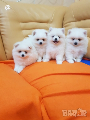 Померан померанчета снимки от днес 13.12.2025г Гр. София , снимка 7 - Померан - 52775963