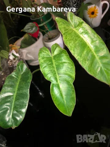 Philodendron Paraiso Verde , снимка 4 - Стайни растения - 47570818