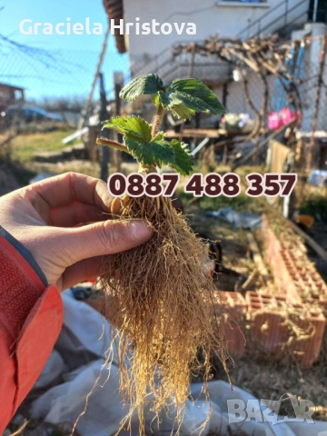 Продавам разсад ягоди , снимка 2 - Градински цветя и растения - 53815600