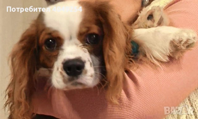 Кавалер кинг чарлз шпаньол