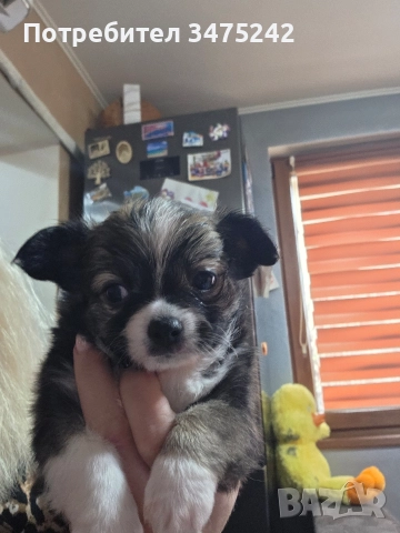 Мини чихуахуа момче