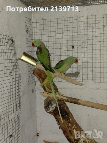 Продавам двойка Голям Александър, снимка 5 - Папагали - 54220545