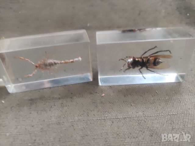 Препарирани насекоми, снимка 2 - Други стоки за дома - 46253974