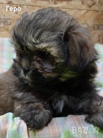 Ши пу, снимка 4 - Ши Тцу - 53678630