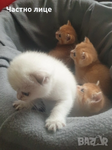 Шотландски котета златна чинчила, снимка 8 - Чинчили - 52030122