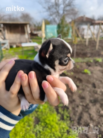 Чихуахуа , снимка 11 - Чихуахуа - 52482400