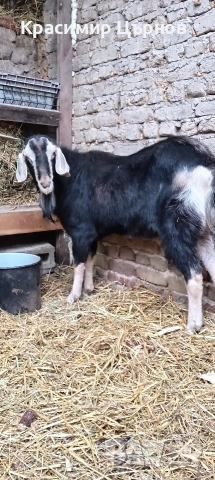 свободен младеж , снимка 2 - Кози - 52905883