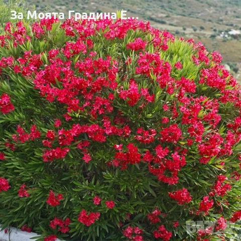 Зокум - Олеандър