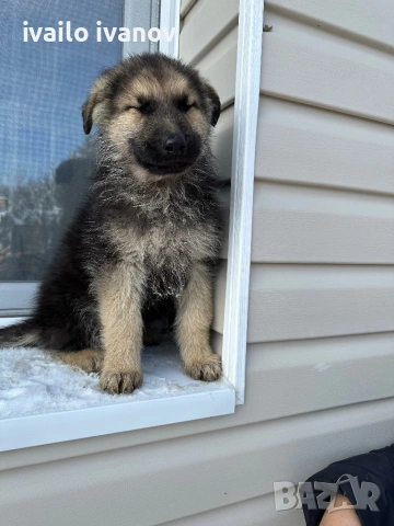 Източно европейска овчарка, снимка 4 - Немска овчарка - 53132059