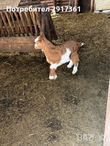 Ярета, снимка 4 - Кози - 53846109