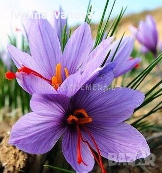 Луковици шафран