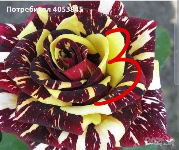 Продавам рози в контейнери, снимка 13 - Градински цветя и растения - 45109095