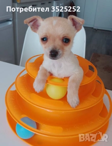 МОМЧЕНЦЕ  КОЕТО  ЩЕ ОСТАНЕ С ДЖОБНИ РАЗМЕРИ НА 2 М.  С 1-ВА  ВАКСИНА !