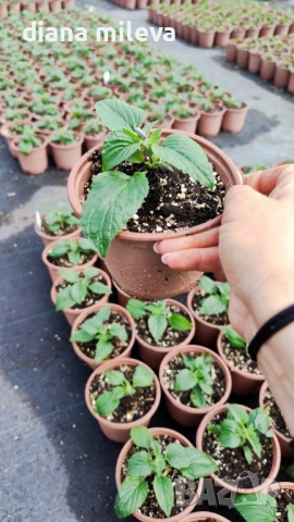 Салвия Мистично Синьо, Salvia 'Misty' blue или по-известна като Градински чай!!, снимка 9 - Градински цветя и растения - 54161538