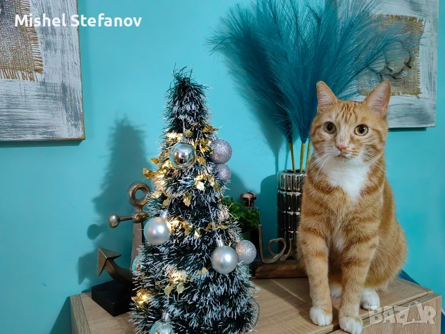 подарявам мъжко коте Бургас, снимка 4 - Други - 53676537