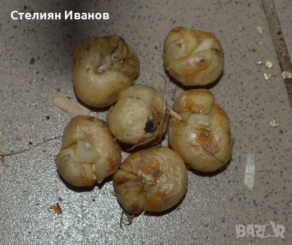 Фритилария, лисиче грозде (Fritillaria uva-vulpis) – луковици, снимка 2 - Сортови семена и луковици - 52371868