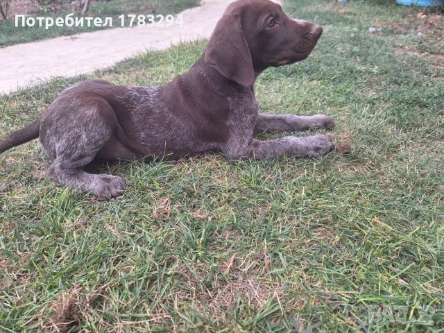 Курцаахи, снимка 1