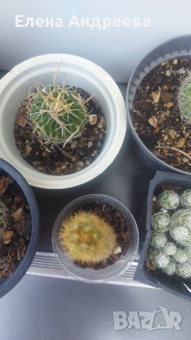 Микс от кактуси и живораждащо каланхое, снимка 5 - Градински цветя и растения - 51041896