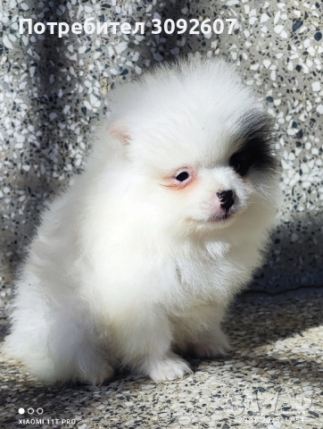 Померанче момче , снимка 2 - Померан - 52230751