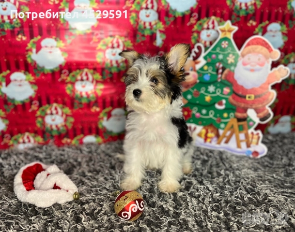 Бивер Бивър йорки йоркширски териер, снимка 3 - Йоркширски териер - 52369659